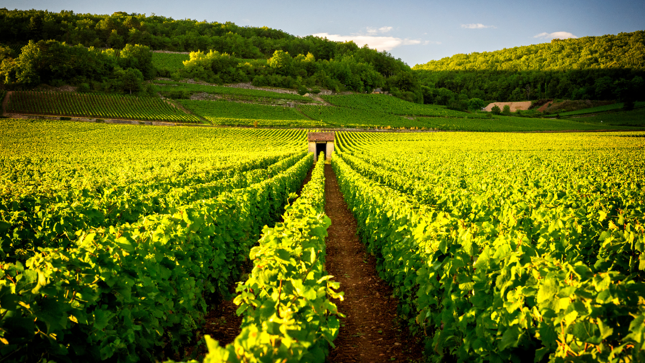 Agriculture and the Agri-Food Sector: Transforming Practices to Contribute to Carbon Neutrality