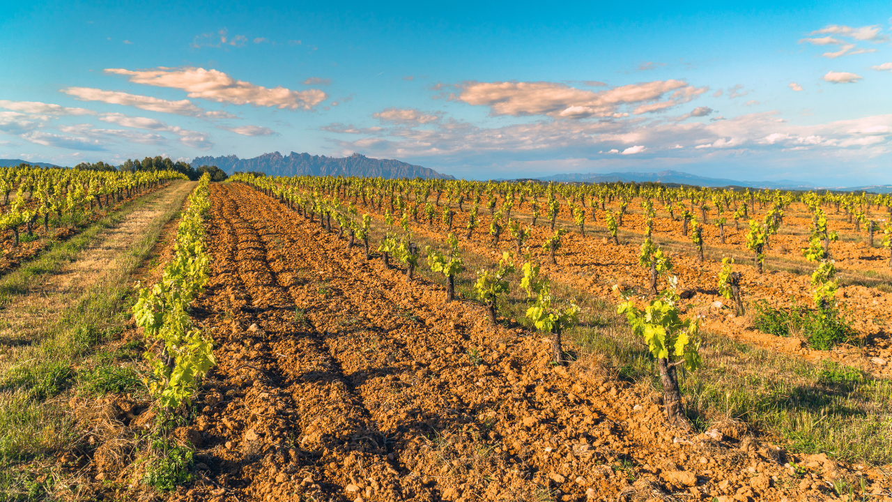 Boosting Carbon Farming in Catalonia through the CF MED Tools